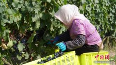 宁夏贺兰山东麓葡萄酒入选中国消费名品区域品牌名单